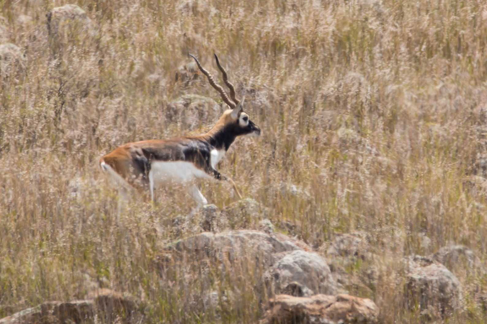 ANTILOPE-BLACKBUCK