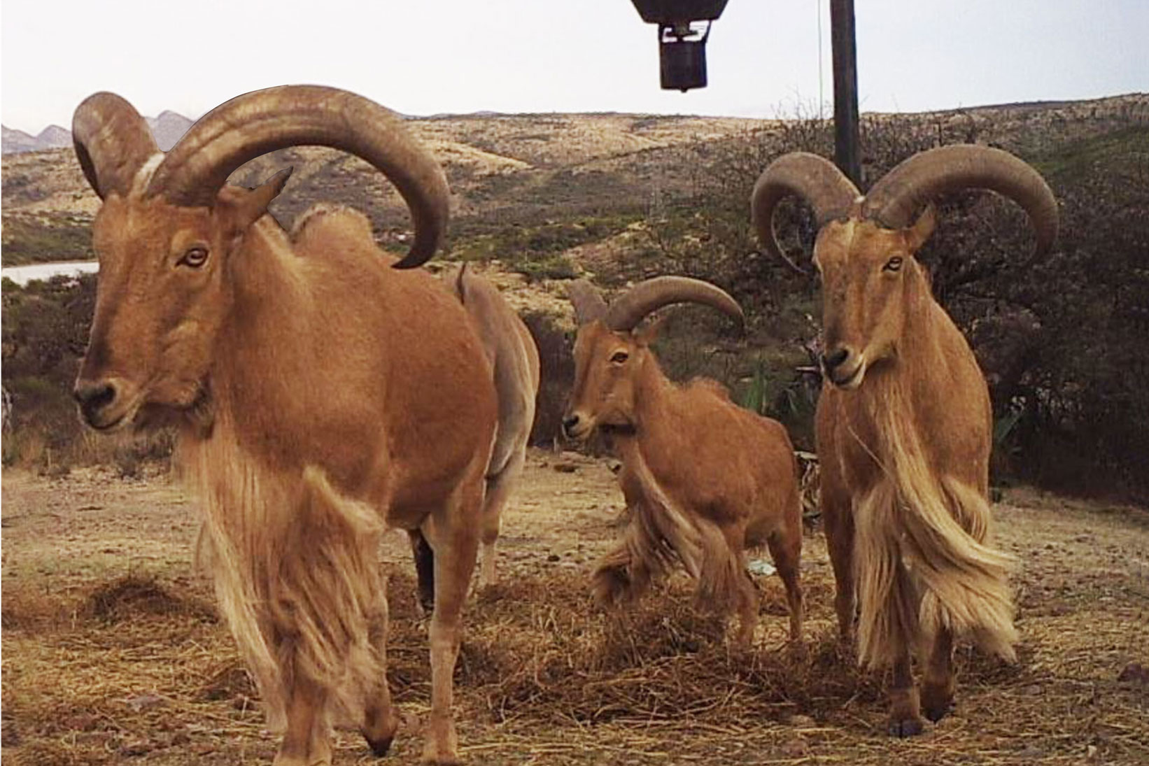 Rancho-san-gabriel-trofeo222