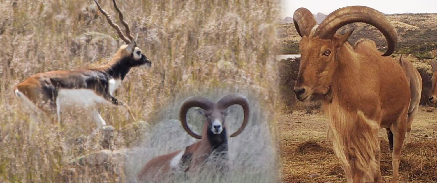 Rancho-san-gabriel-trofeo4