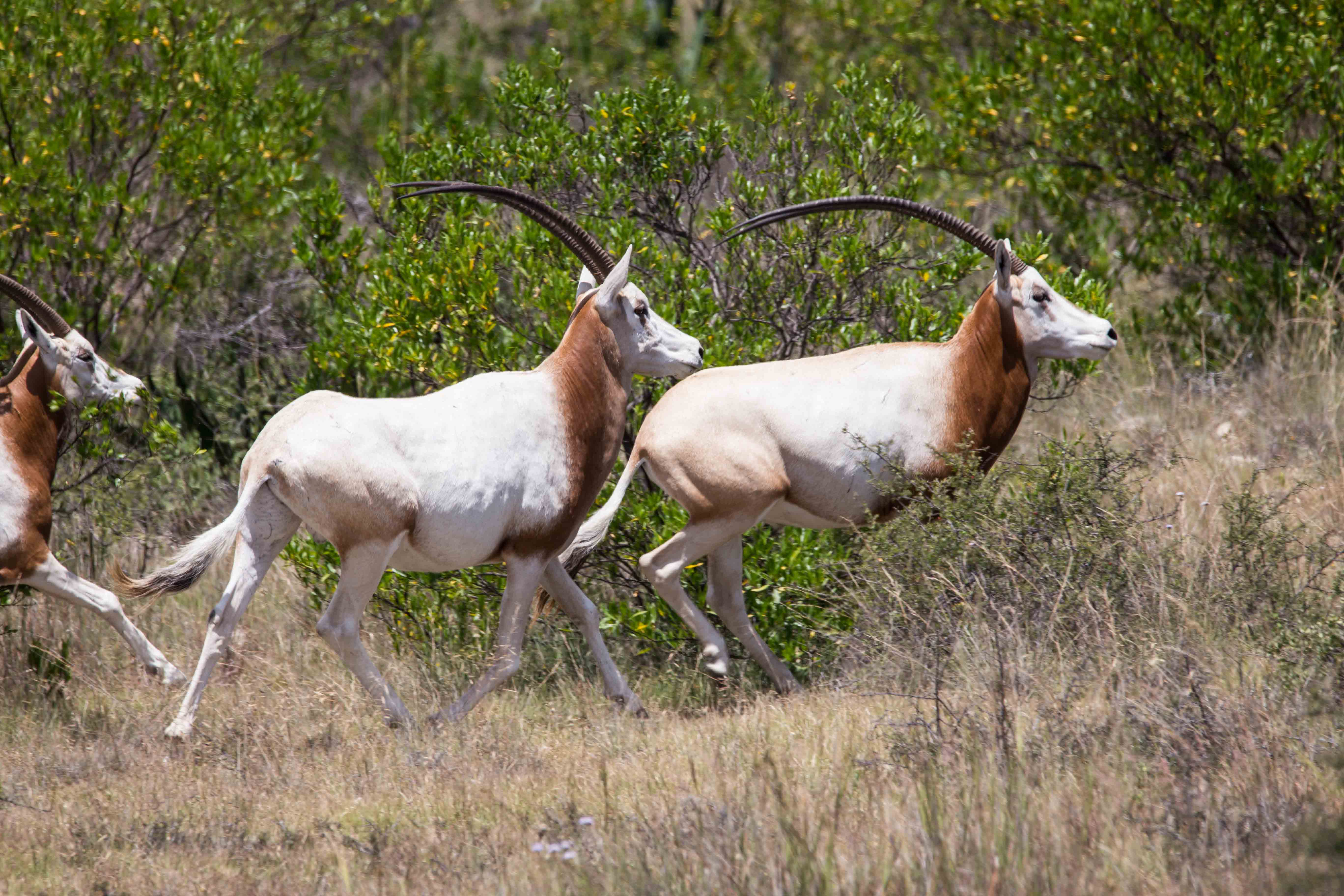 Rancho_San_Gabriel__hunting_Mexico_cinegetico_caza_rifle_arco-161