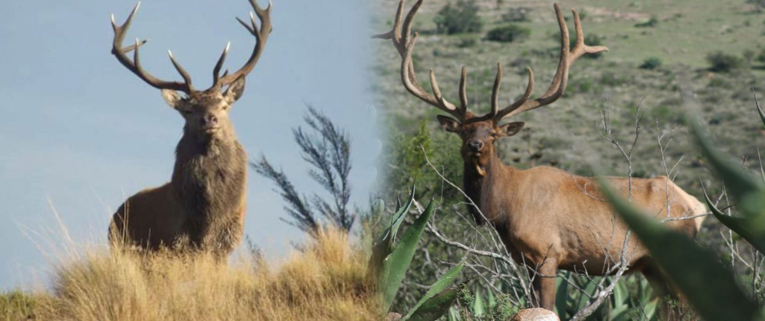 Rancho_San_Gabriel__hunting_Mexico_cinegetico_caza_rifle_arco-2
