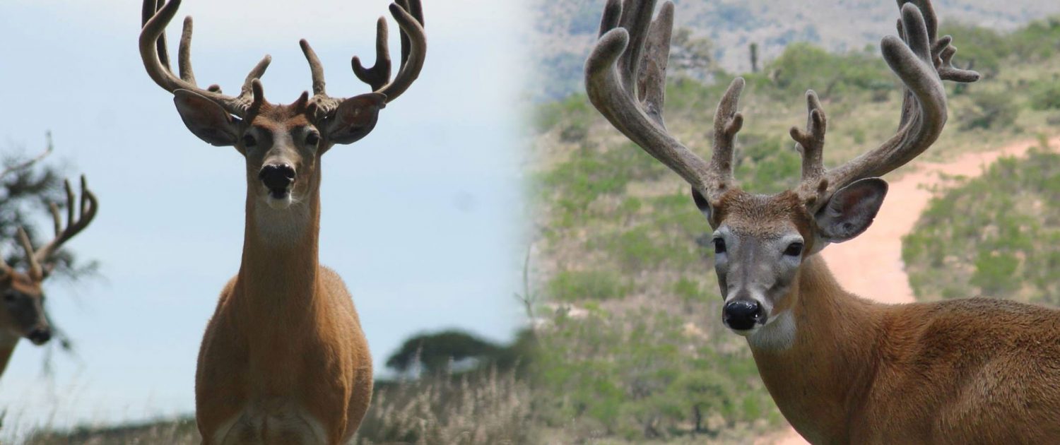 Rancho_San_Gabriel__hunting_Mexico_cinegetico_caza_rifle_arco-333