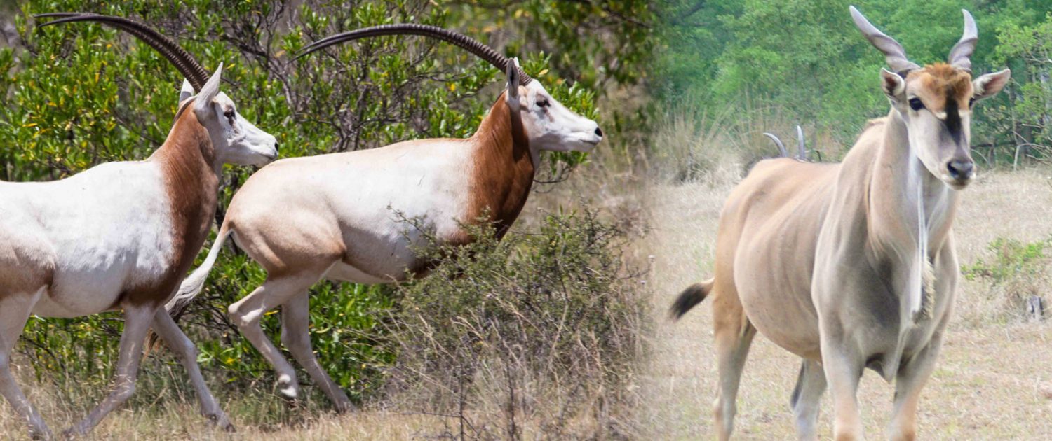 Rancho_San_Gabriel__hunting_Mexico_cinegetico_caza_rifle_arco-33344
