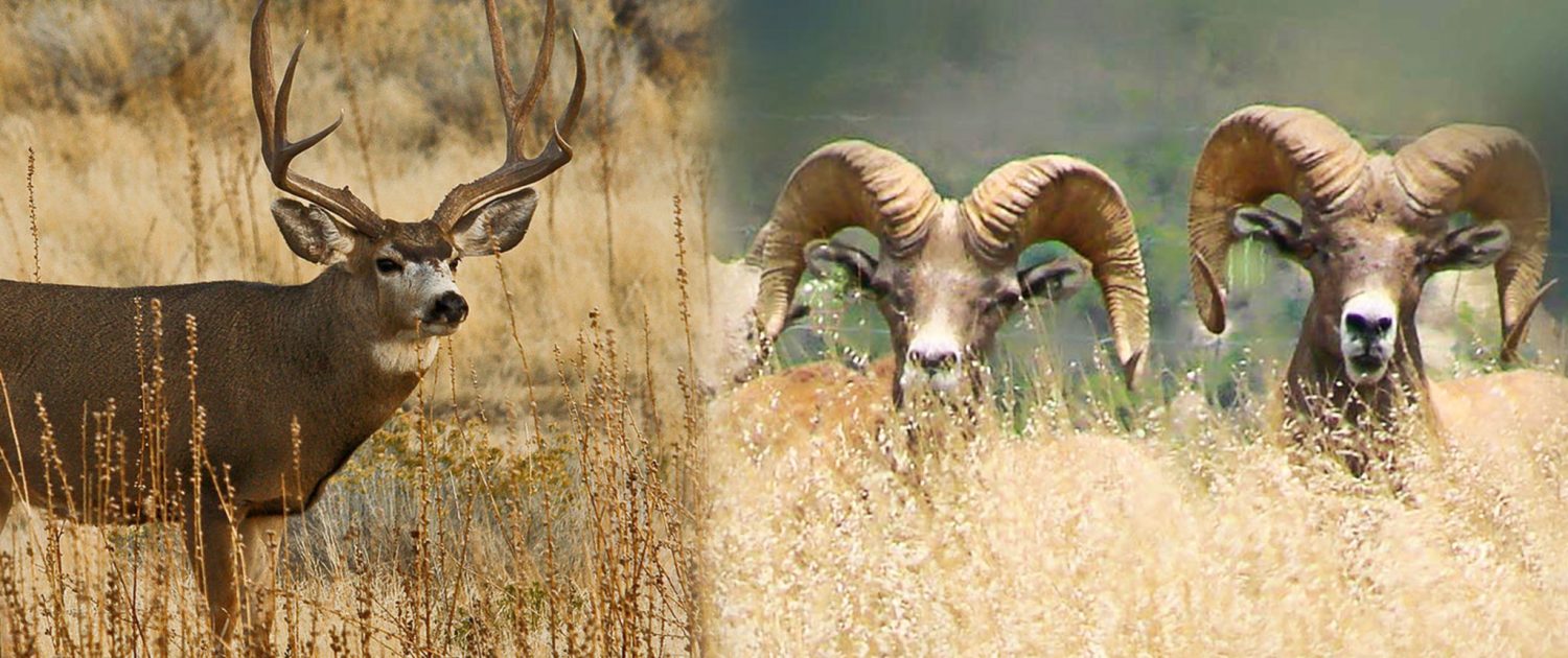 Rancho_San_Gabriel__hunting_Mexico_cinegetico_caza_rifle_arco-66