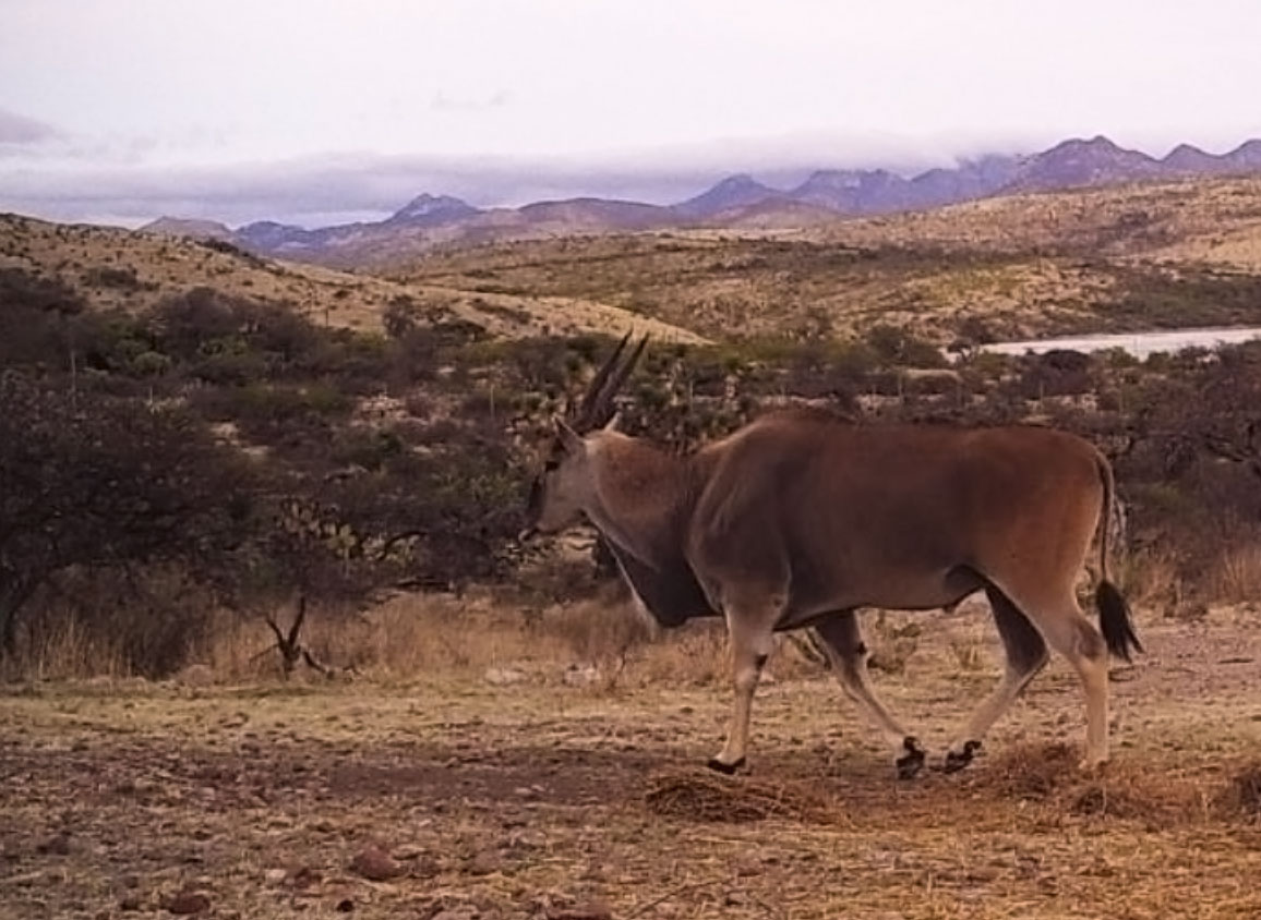 eland