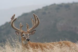 venado coa blanca
